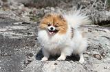 SPITZ ALLEMAND 306